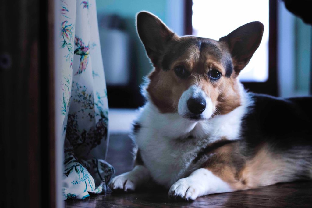 Corgis couché regard doux