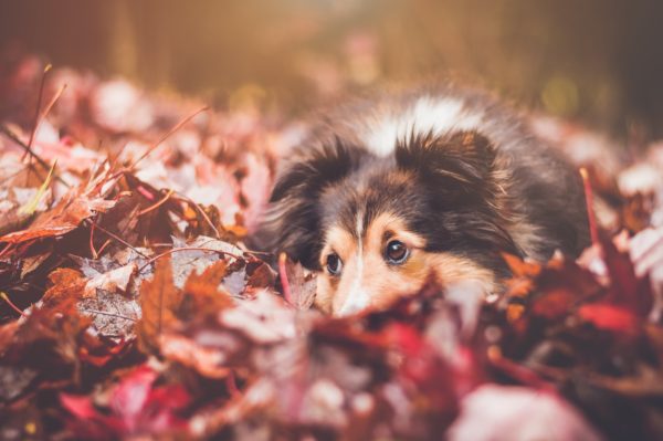Hund in toten Blättern liegend